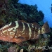 grouper_nassau_mea_lc_h_0305_cay0779.jpg